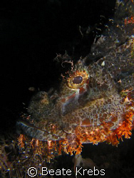 Scorpionfish , Canon S70 with Macro Lens  by Beate Krebs 